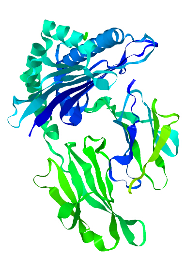 Alpha-Fetoprotein