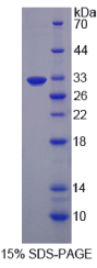 EGF样域蛋白7(EGFL7)重组蛋白