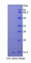 白介素33(IL33)重组蛋白