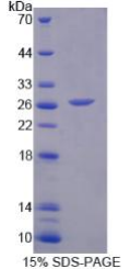 序列相似家族3成员B(FAM3B)重组蛋白