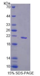 序列相似家族3成员B(FAM3B)重组蛋白