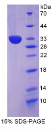 Ⅰ型胶原α2(COL1α2)重组蛋白