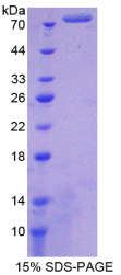 90kDa热休克蛋白αA1(HSP90αA1)重组蛋白