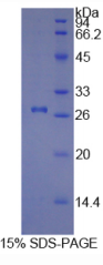 Ⅰ型胶原α1(COL1α1)重组蛋白