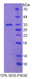 Ⅰ型胶原α2(COL1α2)重组蛋白
