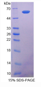 Ⅰ型胶原α2(COL1α2)重组蛋白