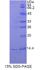 再生胰岛衍生蛋白3γ(REG3γ)重组蛋白
