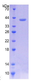 粘蛋白3(MUC3)重组蛋白