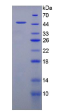 粘蛋白1(MUC1)重组蛋白