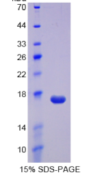 再生胰岛衍生蛋白3α(REG3α)重组蛋白