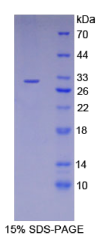 LIM衰老细胞抗原样域蛋白1(LIMS1)重组蛋白