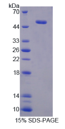 转录激活因子3(ATF3)重组蛋白