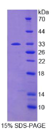 低氧诱导因子1α(HIF1α)重组蛋白
