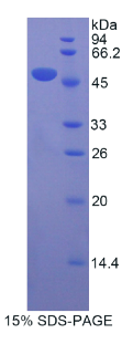 载脂蛋白D(APOD)重组蛋白