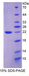 Ⅵ型胶原α3(COL6α3)重组蛋白