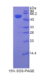 低氧诱导因子1α(HIF1α)重组蛋白