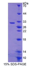 EGF样域蛋白7(EGFL7)重组蛋白
