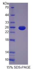 白介素12A(IL12A)重组蛋白