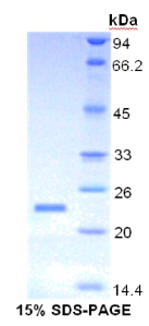 粘蛋白4(MUC4)重组蛋白