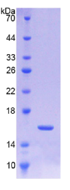 转化生长因子β3(TGFβ3)重组蛋白