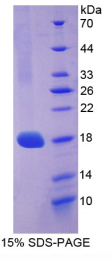 Ⅲ型胶原α1(COL3α1)重组蛋白