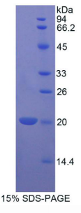 B-细胞淋巴瘤因子2样蛋白2(Bcl2L2)重组蛋白
