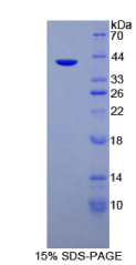 粘蛋白6(MUC6)重组蛋白