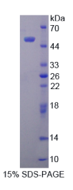 层粘连蛋白γ3(LAMγ3)重组蛋白