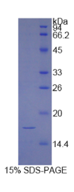 低氧诱导因子1α(HIF1α)重组蛋白