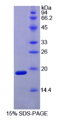 低氧诱导因子1α(HIF1α)重组蛋白