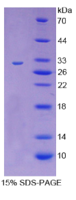 CD109分子(CD109)重组蛋白