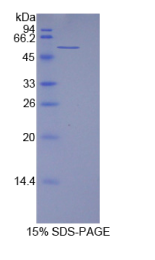 层粘连蛋白β1(LAMβ1)重组蛋白