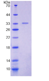 DNA指导聚合酶α1(POLα1)重组蛋白