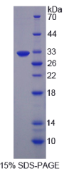 EGF样域蛋白7(EGFL7)重组蛋白