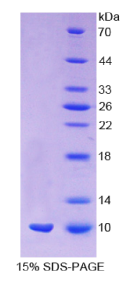 粘蛋白1(MUC1)重组蛋白