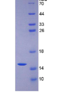 粘蛋白2(MUC2)重组蛋白