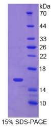 CD7分子(CD7)重组蛋白