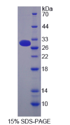 粘蛋白13(MUC13)重组蛋白