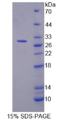 粘蛋白17(MUC17)重组蛋白