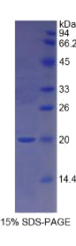 生长分化因子1(GDF1)重组蛋白