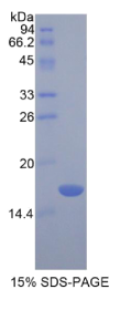 趋化素(CHEM)重组蛋白