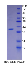 生长分化因子7(GDF7)重组蛋白