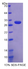 钠/钾离子转运ATP酶β3肽(ATP1β3)重组蛋白