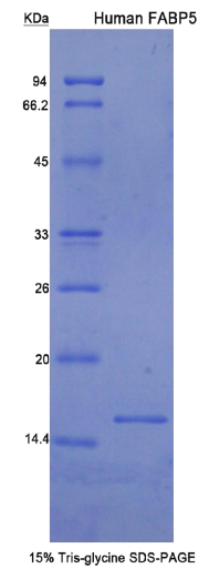 上皮型脂肪酸结合蛋白(FABP5)重组蛋白