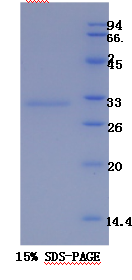 肾损伤分子1(Kim1)重组蛋白