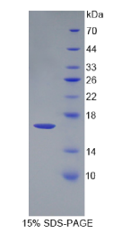 生长分化因子3(GDF3)重组蛋白