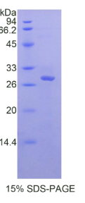 髓分化因子88(MyD88)重组蛋白