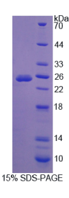 失调蛋白10(ATXN10)重组蛋白
