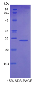 破骨细胞刺激因子1(OSF)重组蛋白