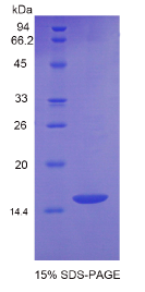 生长分化因子6(GDF6)重组蛋白